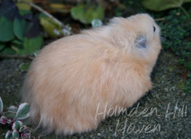 Amber- Black Eyed Cream Black Longhaired Syrian Hamster